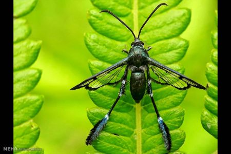 اخبار,اخبار گوناگون,حشرات