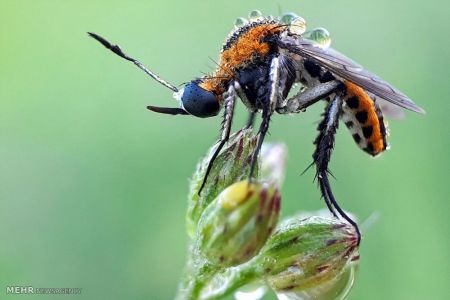 اخبار,اخبار گوناگون,حشرات