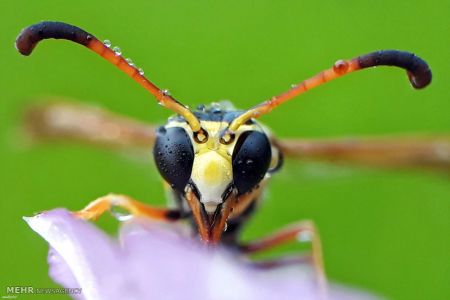 اخبار,اخبار گوناگون,حشرات