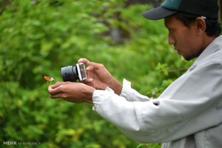 اخبار,اخبار گوناگون,حشرات