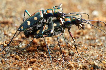 اخبار,اخبار گوناگون,حشرات