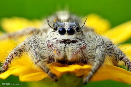 اخبار,اخبار گوناگون,حشرات