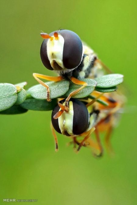 اخبار,اخبار گوناگون,حشرات