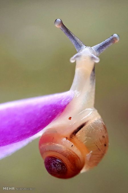 اخبار,اخبار گوناگون,حشرات