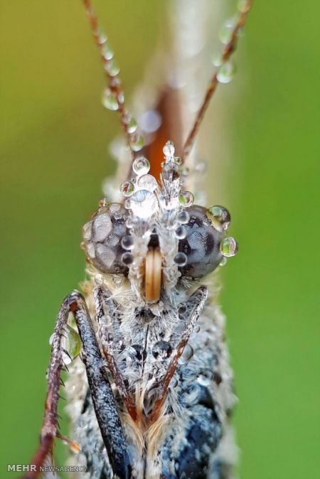 اخبار,اخبار گوناگون,حشرات