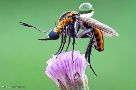اخبار,اخبار گوناگون,حشرات