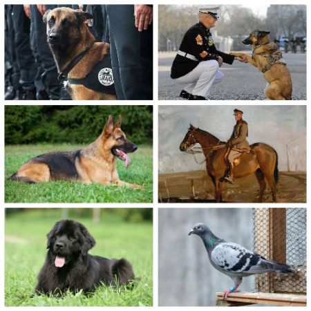 اخبار,اخبار گوناگون,حیواناتی که مدال شجاعت گرفتند اخبار,اخبار گوناگون,حیواناتی که مدال شجاعت گرفتند