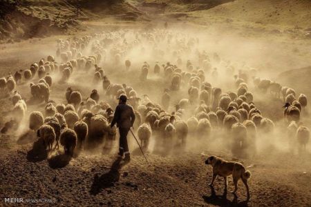 تصاویر زیبا از دنیای حیوانات
