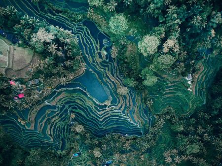 اخبار,اخبار گوناگون,تراس های برنج بالی اخبار,اخبار گوناگون,تراس های برنج بالی