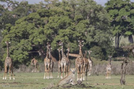 اخبار,اخبار گوناگون,استراحت پلنگ در کنار زرافه ها‎