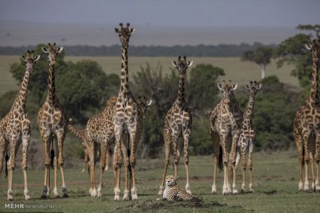 اخبار,اخبار گوناگون,استراحت پلنگ در کنار زرافه ها‎