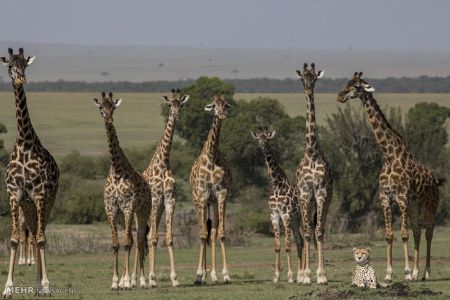 اخبار,اخبار گوناگون,استراحت پلنگ در کنار زرافه ها‎