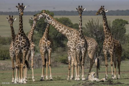 اخبار,اخبار گوناگون,استراحت پلنگ در کنار زرافه ها‎