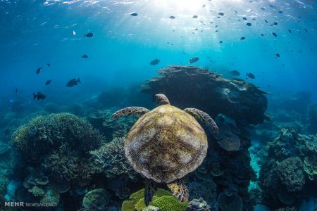 اخبار,اخبار گوناگون,برندگان مسابقه سالانه عکاسی استرالیا