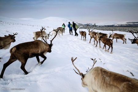 اخبار,اخبارگوناگون,گله گوزن های شمالی