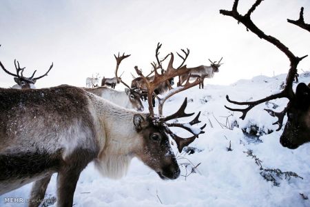 اخبار,اخبارگوناگون,گله گوزن های شمالی