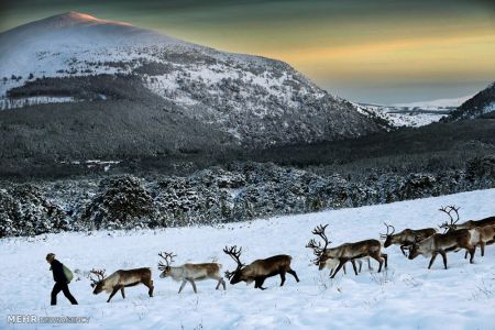 اخبار,اخبارگوناگون,گله گوزن های شمالی