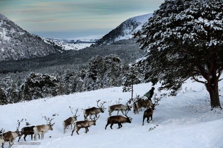 اخبار,اخبارگوناگون,گله گوزن های شمالی