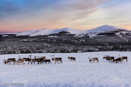 اخبار,اخبارگوناگون,گله گوزن های شمالی