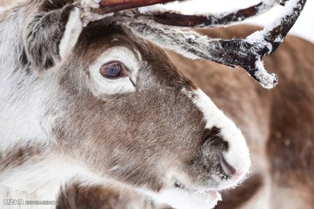 اخبار,اخبارگوناگون,گله گوزن های شمالی
