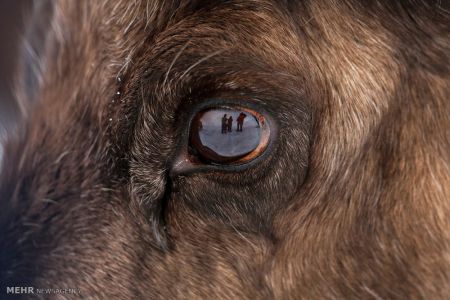 اخبار,اخبارگوناگون,گله گوزن های شمالی