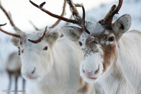 اخبار,اخبارگوناگون,گله گوزن های شمالی