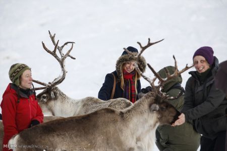 اخبار,اخبارگوناگون,گله گوزن های شمالی