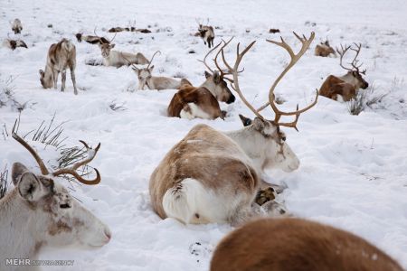 اخبار,اخبارگوناگون,گله گوزن های شمالی