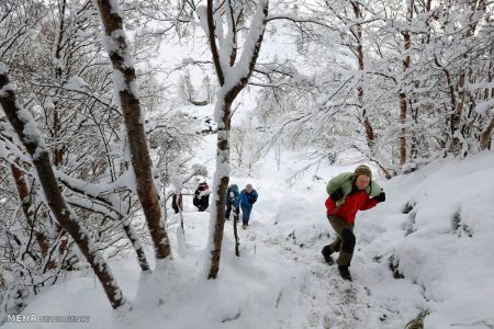 اخبار,اخبارگوناگون,گله گوزن های شمالی