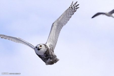 اخبار,اخبارگوناگون,جغدسفید