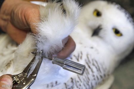 اخبار,اخبارگوناگون,جغدسفید