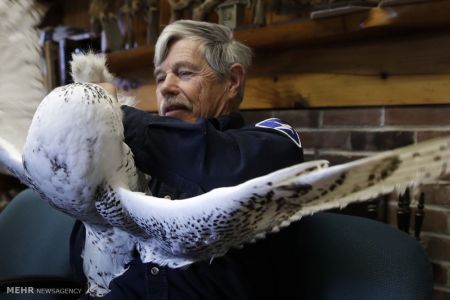 اخبار,اخبارگوناگون,جغدسفید