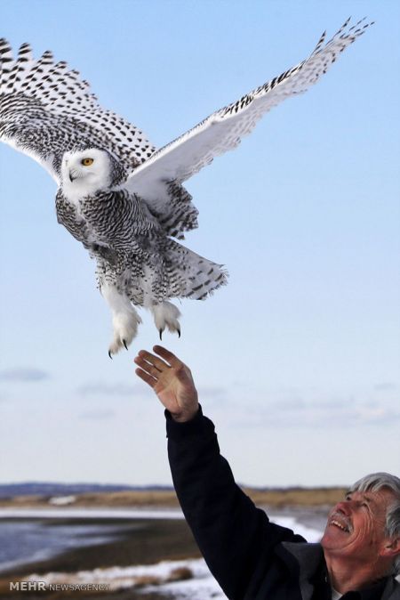 اخبار,اخبارگوناگون,جغدسفید