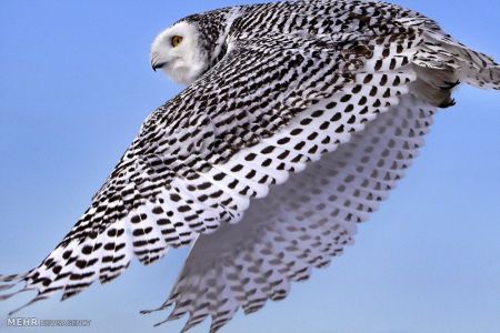 اخبار,اخبارگوناگون,جغدسفید