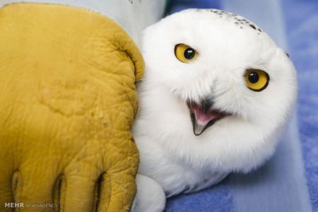 اخبار,اخبارگوناگون,جغدسفید