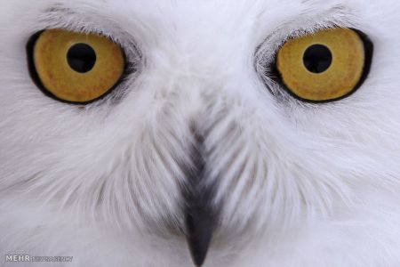 اخبار,اخبارگوناگون,جغدسفید