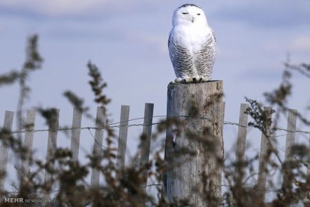 اخبار,اخبارگوناگون,جغدسفید