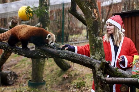 اخبار,اخبار گوناگون,هدیه کریسمس برای حیوانات باغ وحش