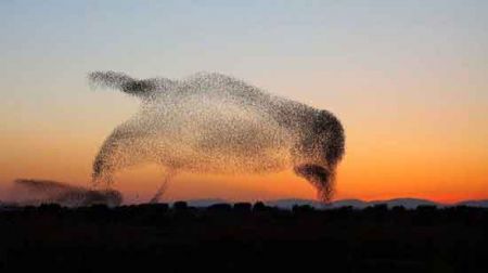 اخبار,اخبارگوناگون, نمایش باورنکردنی سارها در اسپانیا