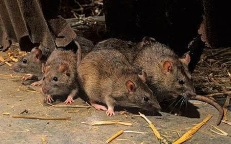 چه کنیم که موشها ما را نخورند؟