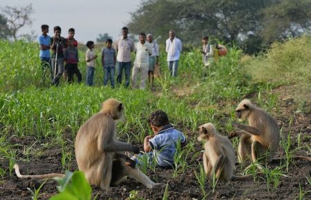   اخبارگوناگون,خبرهای گوناگون,دوستی عجیب یک پسربچه بامیمون‌ها