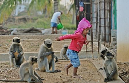   اخبارگوناگون,خبرهای گوناگون,دوستی عجیب یک پسربچه بامیمون‌ها