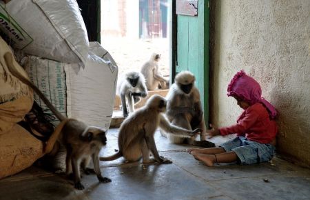   اخبارگوناگون,خبرهای گوناگون,دوستی عجیب یک پسربچه بامیمون‌ها