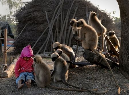   اخبارگوناگون,خبرهای گوناگون,دوستی عجیب یک پسربچه بامیمون‌ها