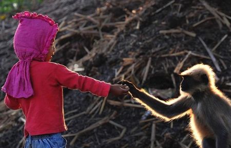   اخبارگوناگون,خبرهای گوناگون,دوستی عجیب یک پسربچه بامیمون‌ها