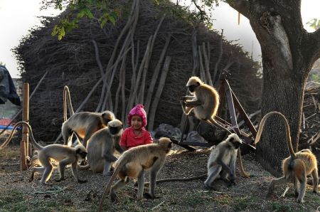   اخبارگوناگون,خبرهای گوناگون,دوستی عجیب یک پسربچه بامیمون‌ها