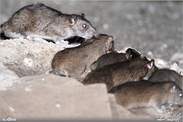 موشهای آدمخوار در <a href=