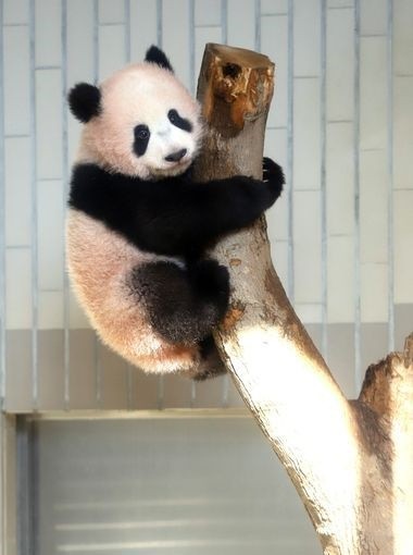 اخبار گوناگون ,خبرهای گوناگون, پاندای تازه متولد شده اخبار گوناگون ,خبرهای گوناگون, پاندای تازه متولد شده