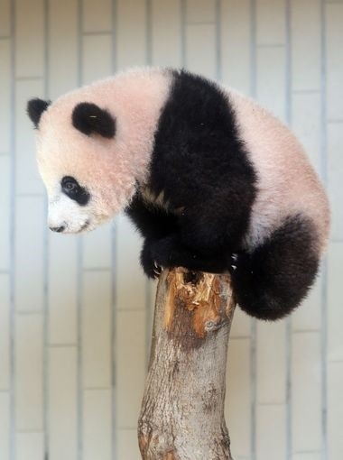 اخبار گوناگون ,خبرهای گوناگون, پاندای تازه متولد شده اخبار گوناگون ,خبرهای گوناگون, پاندای تازه متولد شده