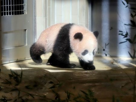 اخبار گوناگون ,خبرهای گوناگون, پاندای تازه متولد شده اخبار گوناگون ,خبرهای گوناگون, پاندای تازه متولد شده